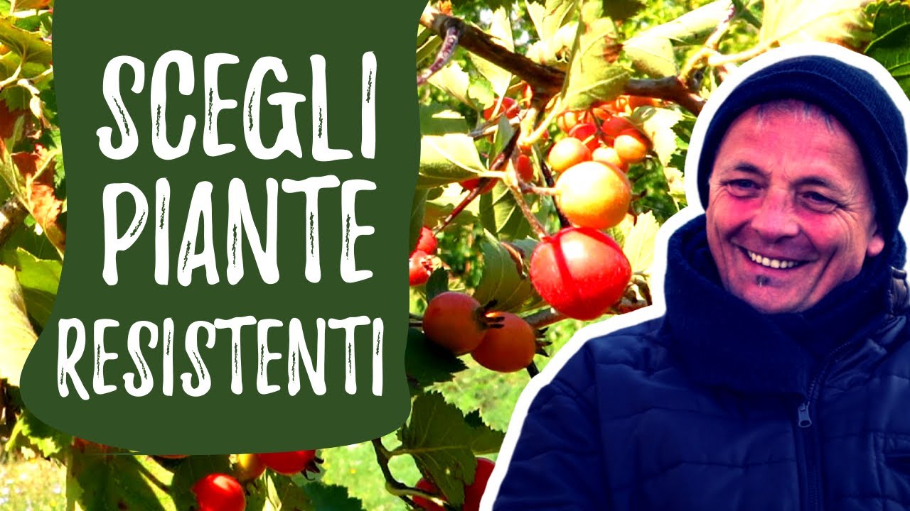 FRUTTI ANTICHI  piante sane senza trattamenti