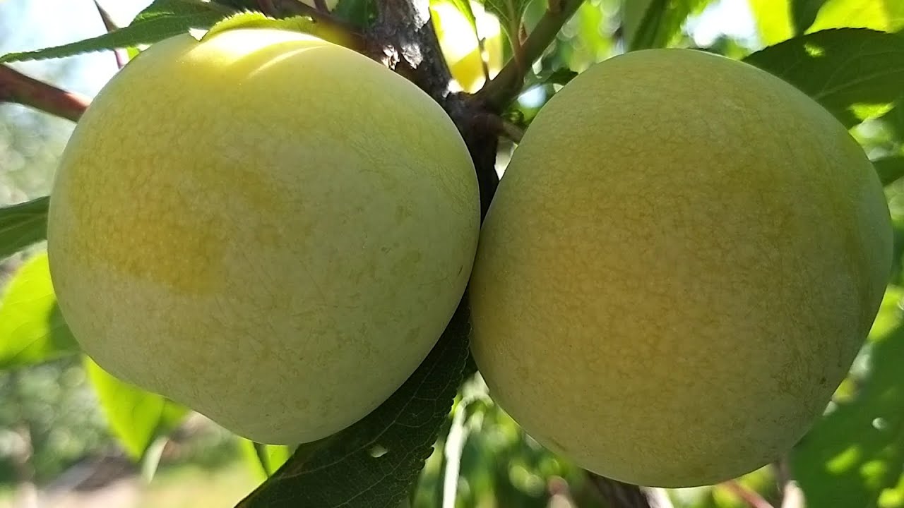 Плуот Флавор Квін (Prunus dasycarpa Flavor Queen)