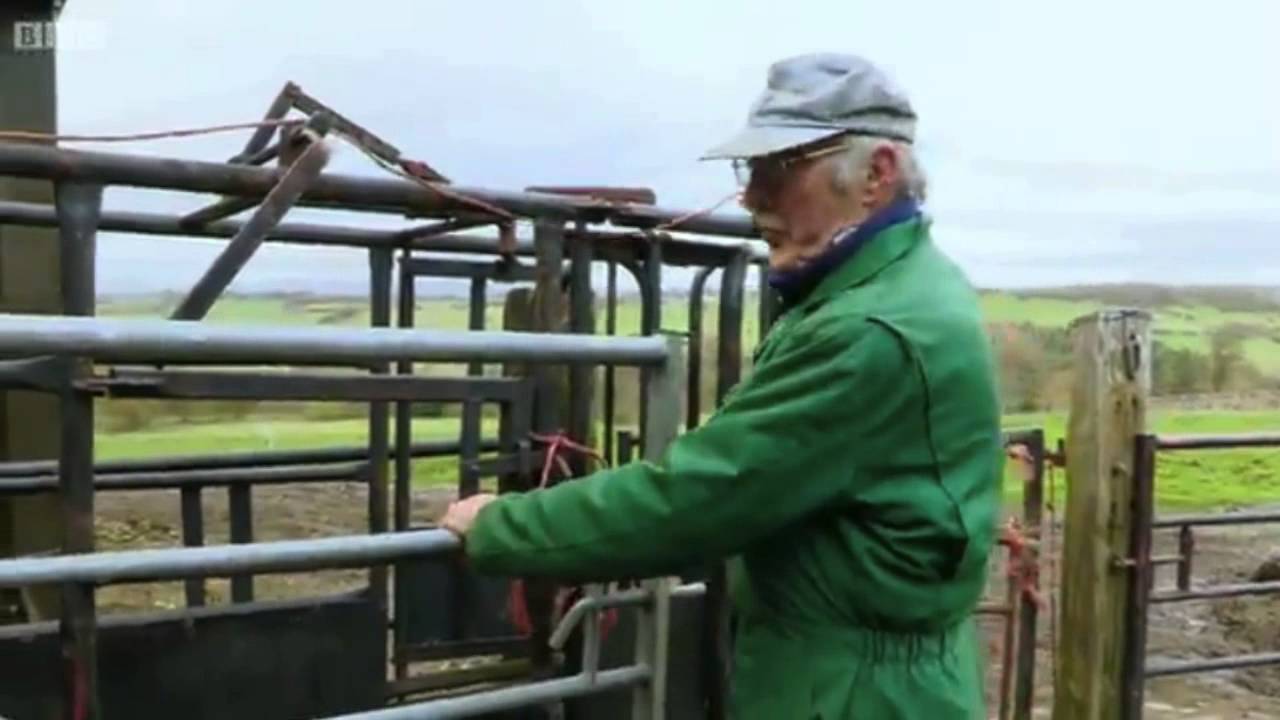 Belted Galloway cattle 2