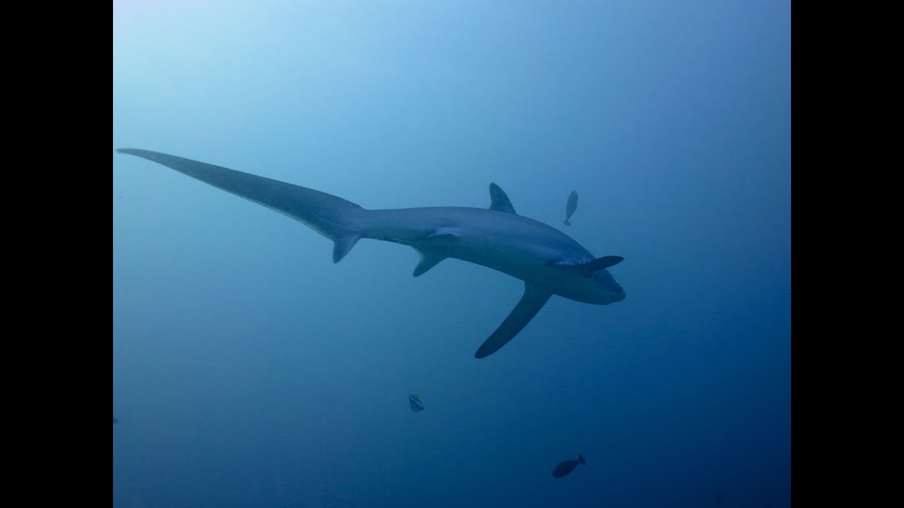 Diving with thresher sharks at Monad Shoal, Malapascua, Philippines