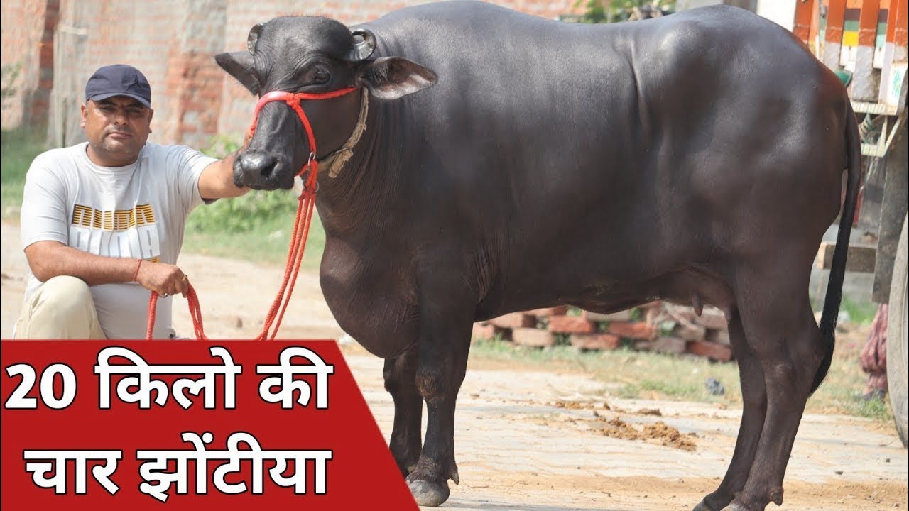 मोनवीर कुंडू की टॉप झोटिया, बस देखते ही रह जाओगे || Aryan Kundu Dairy Farm (9812930814)
