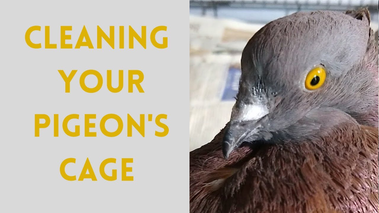 Cleaning Your Pigeon's Cage