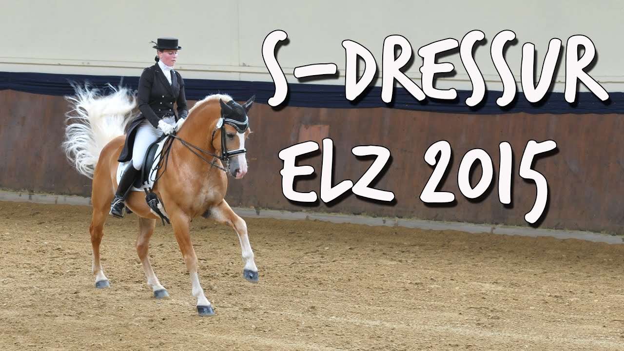 [Turnier] Dressurhaflinger Amani | S-Dressur Elz 2015