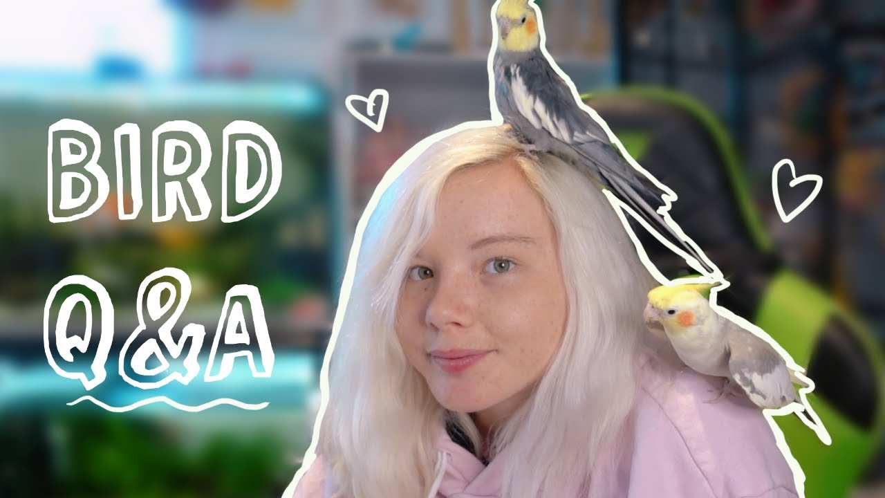 DO MY COCKATIELS GET ALONG? Pet Q&A