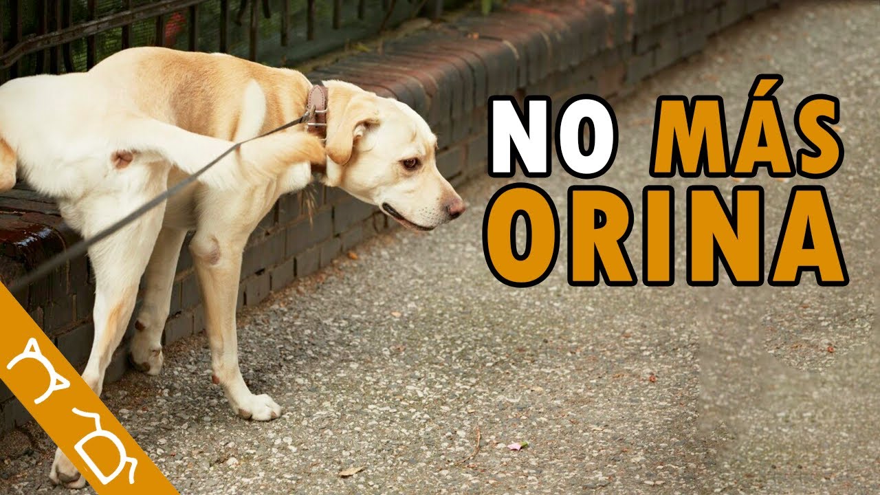 Como Ahuyentar A Los Perros Para Que No Se Orinen En Mi Puerta | Hacer Repelente Para Perros