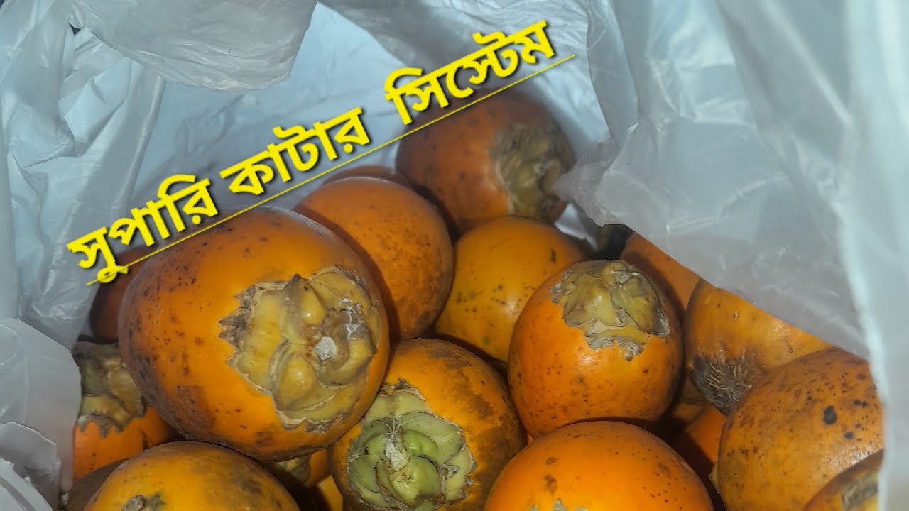 Live সুপারি কাটার সিস্টেম pjs josim