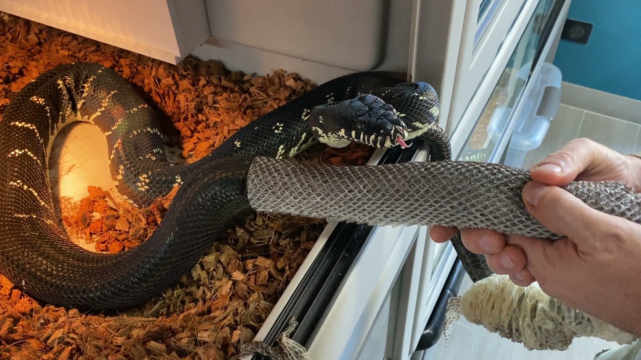 Je donne un coup de main à mon Python de Boelen (Simalia boeleni) pour faire sa mue en directe