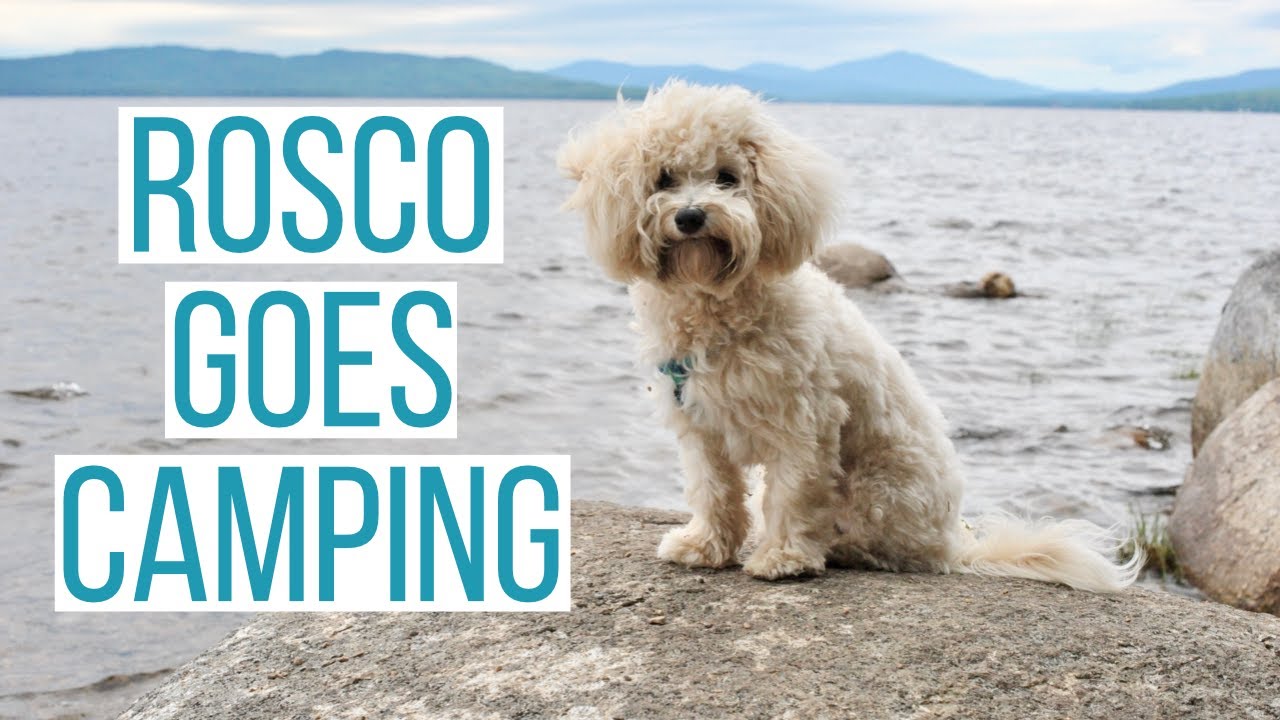 ROSCO GOES CAMPING | Camping With Our Maltipoo Puppy