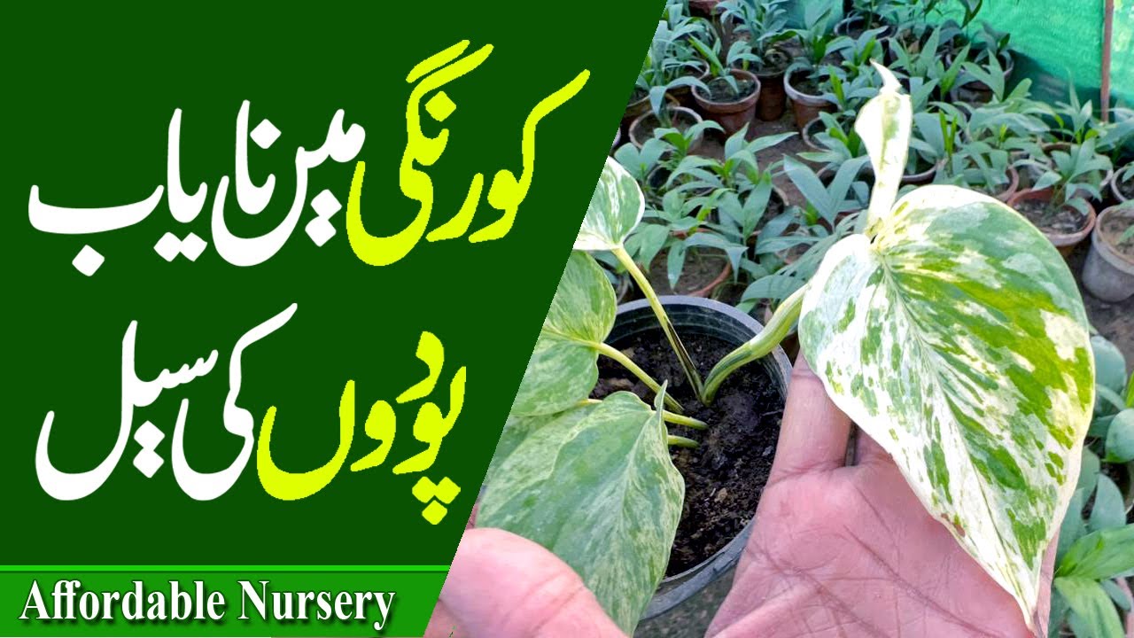 cheap in karachi plant nursery | found affordable rare plant nursery 2026