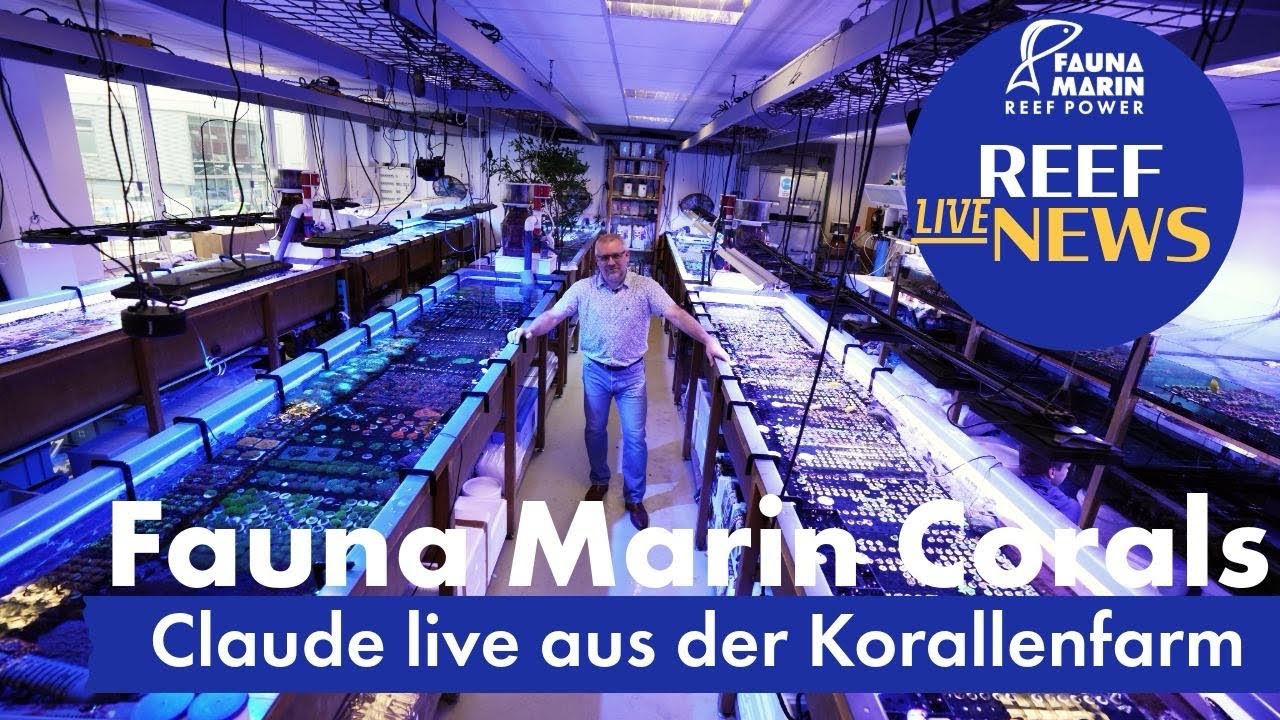 Fauna Marin Reef News Live