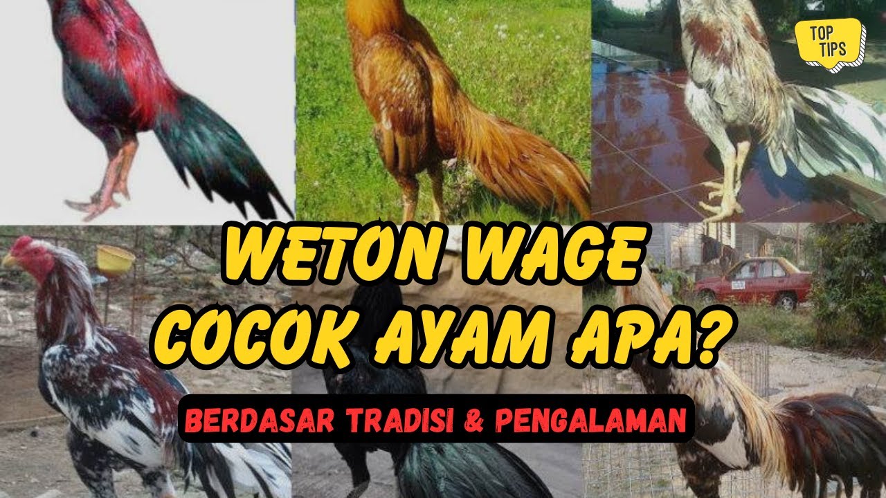 Ayam dan Warna Apa yang Cocok untuk Weton Wage? Penjelasan Tradisi dan Pengalaman