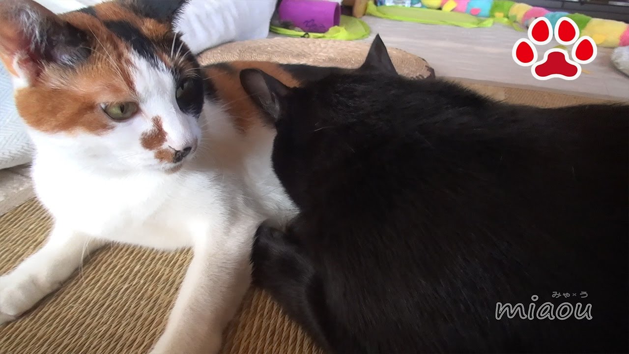三毛猫に甘えるクロ【瀬戸の黒猫日記】Kuro being affectionate to calico cat