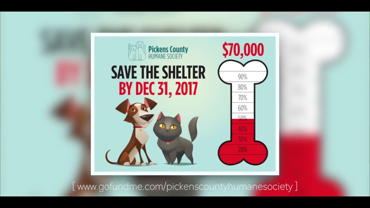 Save the Shelter - Save the Animals