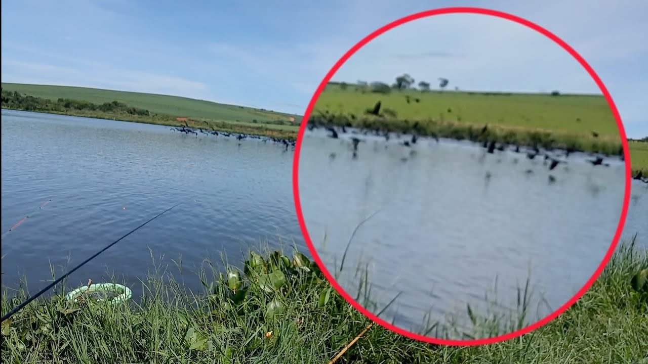 ERAM MUITOS, nunca imaginei ver uma coisa dessa #Pescaria