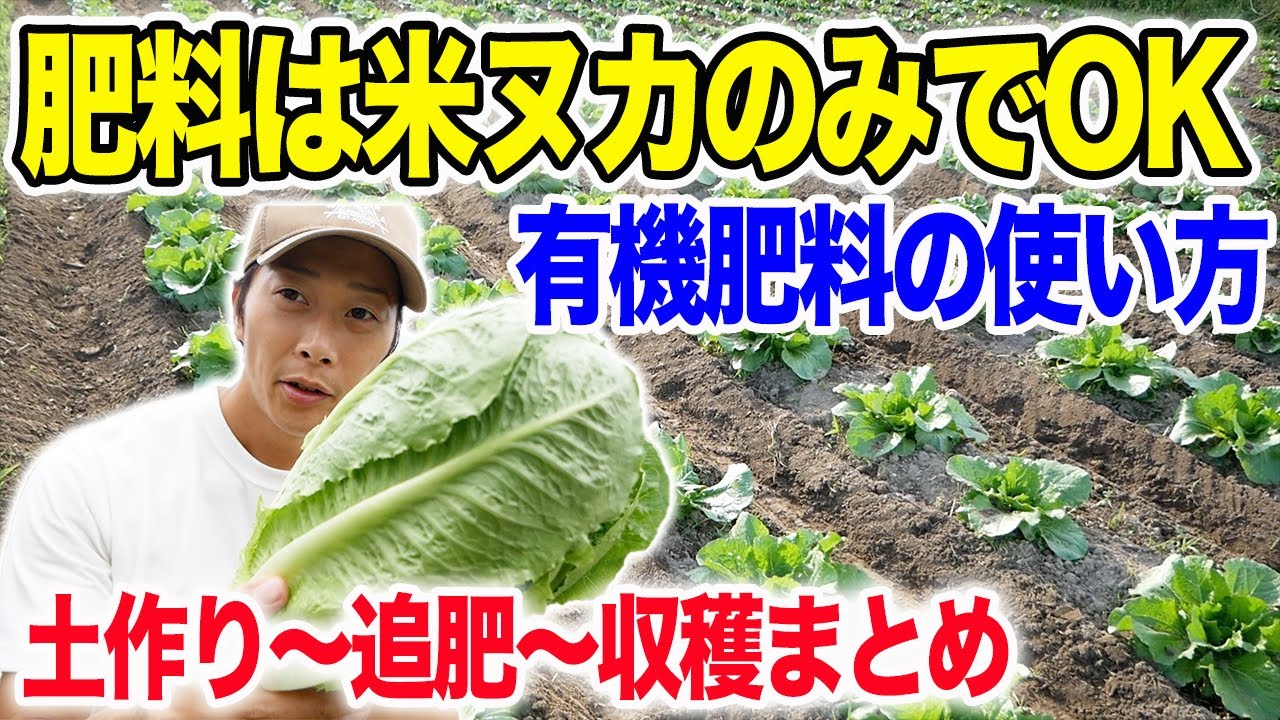 米ぬかだけで十分！化成肥料から有機肥料に切り替えて栽培　レタスと白菜栽培　植付けから収穫まで