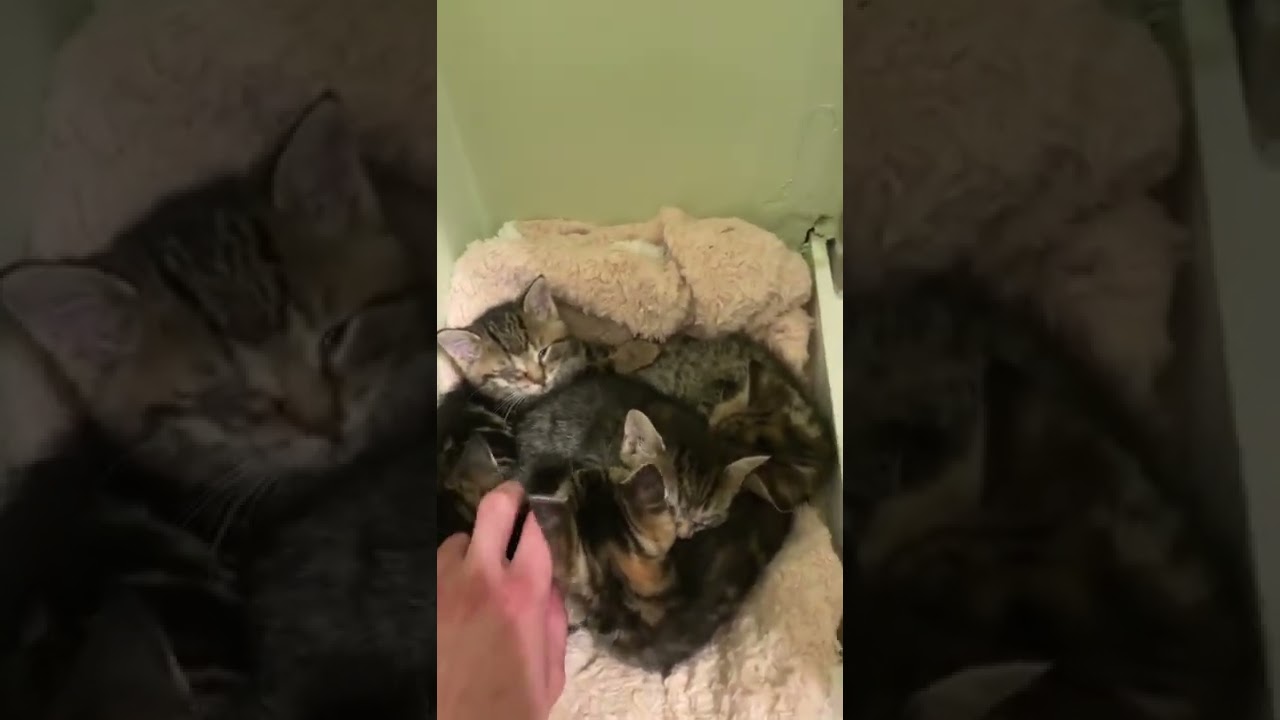 5 sick kittens we are fostering 🐈&zwj;⬛