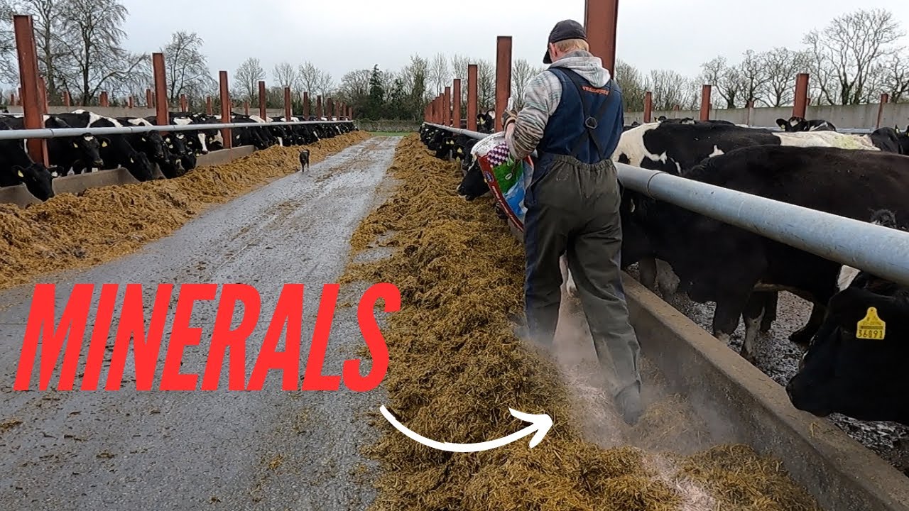 DRY COW DIET!!!