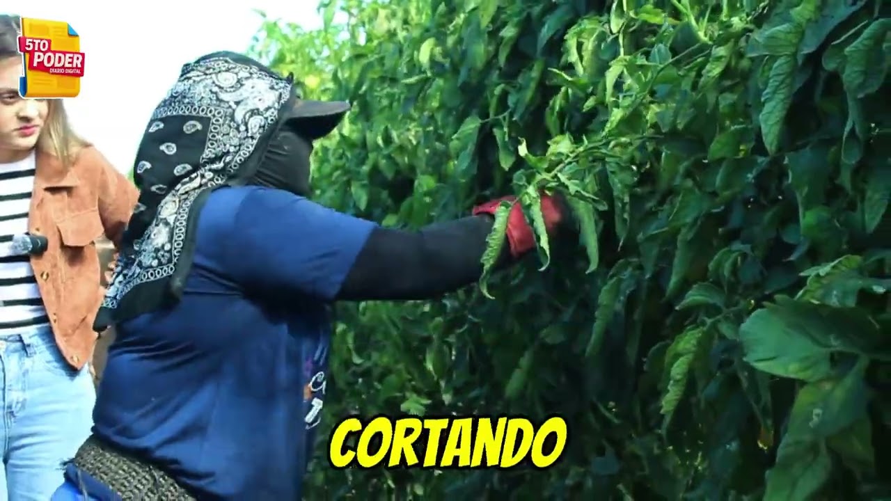 🍅 La voz del campo 🍅