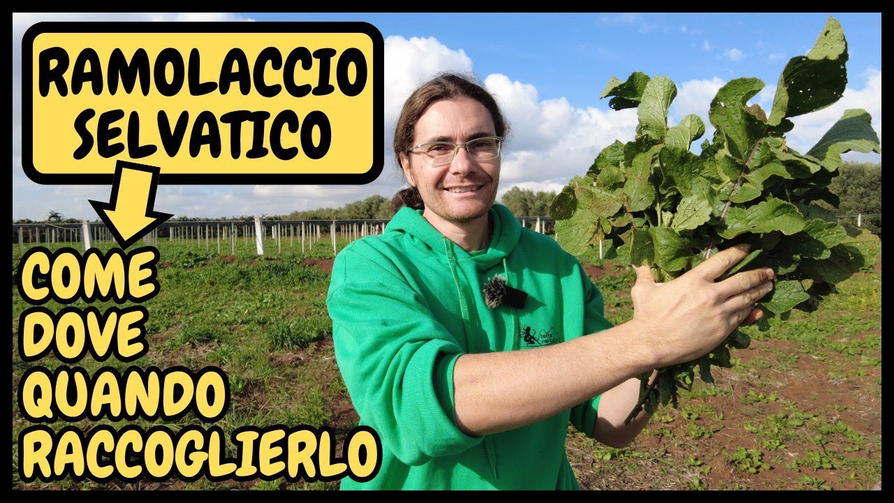 Come RICONOSCERE e RACCOGLIERE il RAVANELLO SELVATICO (Ramoraccio o Ramolaccio)|Tutorial Agricoltura