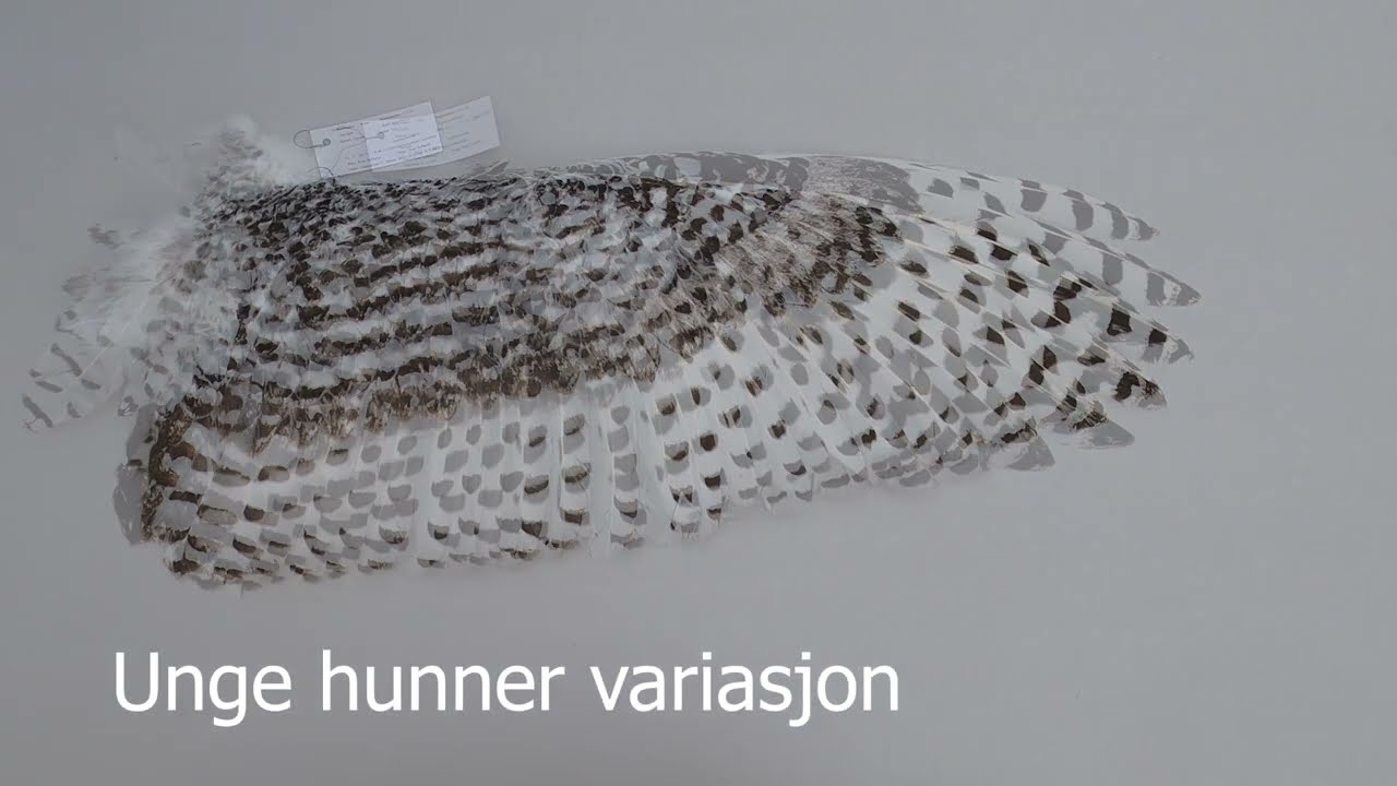 Skinnlagte snøugler