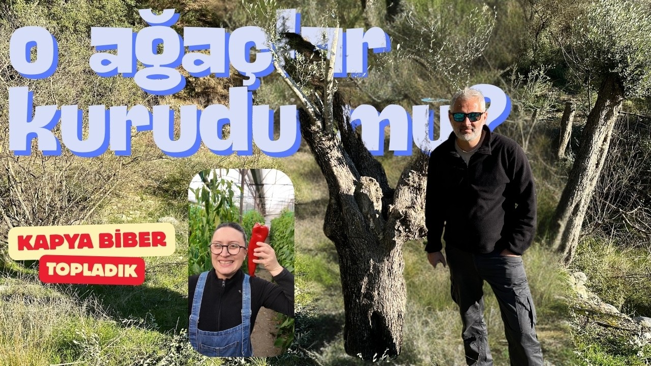 Kurur denilen Zeytinler KURUMADI | Meşhur Kapya Biber topladık / közledik