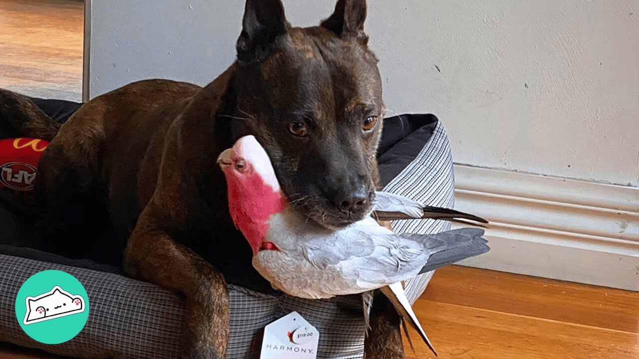 This Galah Cockatoo Went Missing. Loving Staffy Helps to Save Him | Cuddle Buddies