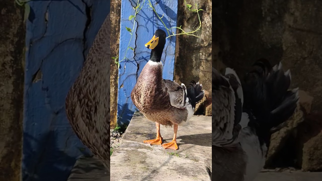 Good morning 🌅🦆 #duck #duckface #morning #music