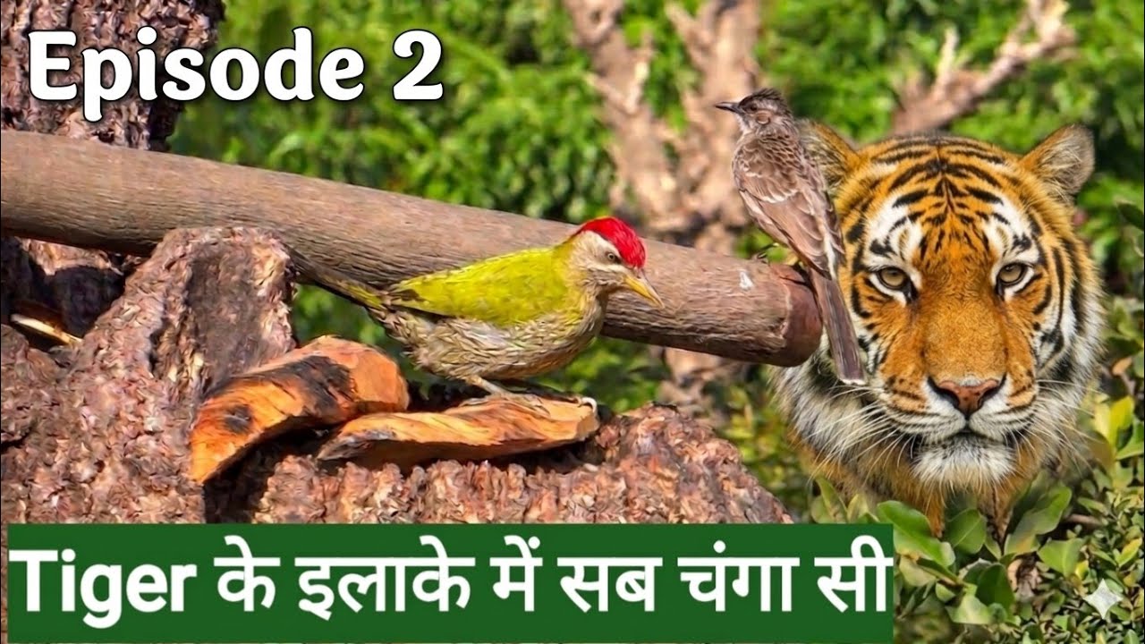 Ep_ 2 ,चोपरा वन  गाँव के अगले दिन की कहानी गाँव वालों की जुबानी |Sitabani forest |Jim Corbett