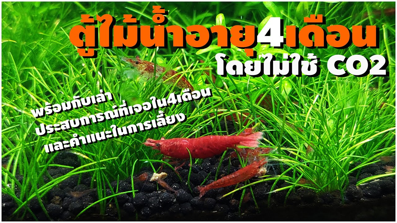 อัพเดตตู้ไม้น้ำอายุ4เดือนโดยไม่ใช้ Co2 Ep.6