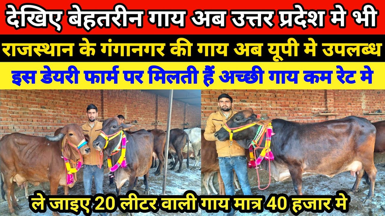 देखिए यूपी के इस डेयरी फार्म पर सभी ब्रीड की गाय  वाजिब दाम पर उपलब्ध | yash dairy farm mathura