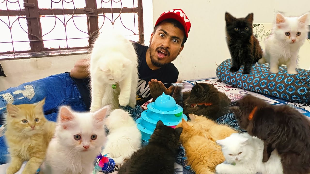 Persian cat Etta sara 😮//Persian cat ko kya khana pina de/fancy cat information video