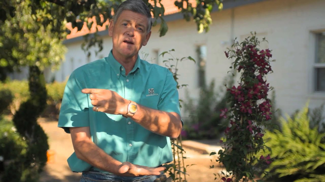 When to Water Clematis : Garden Savvy
