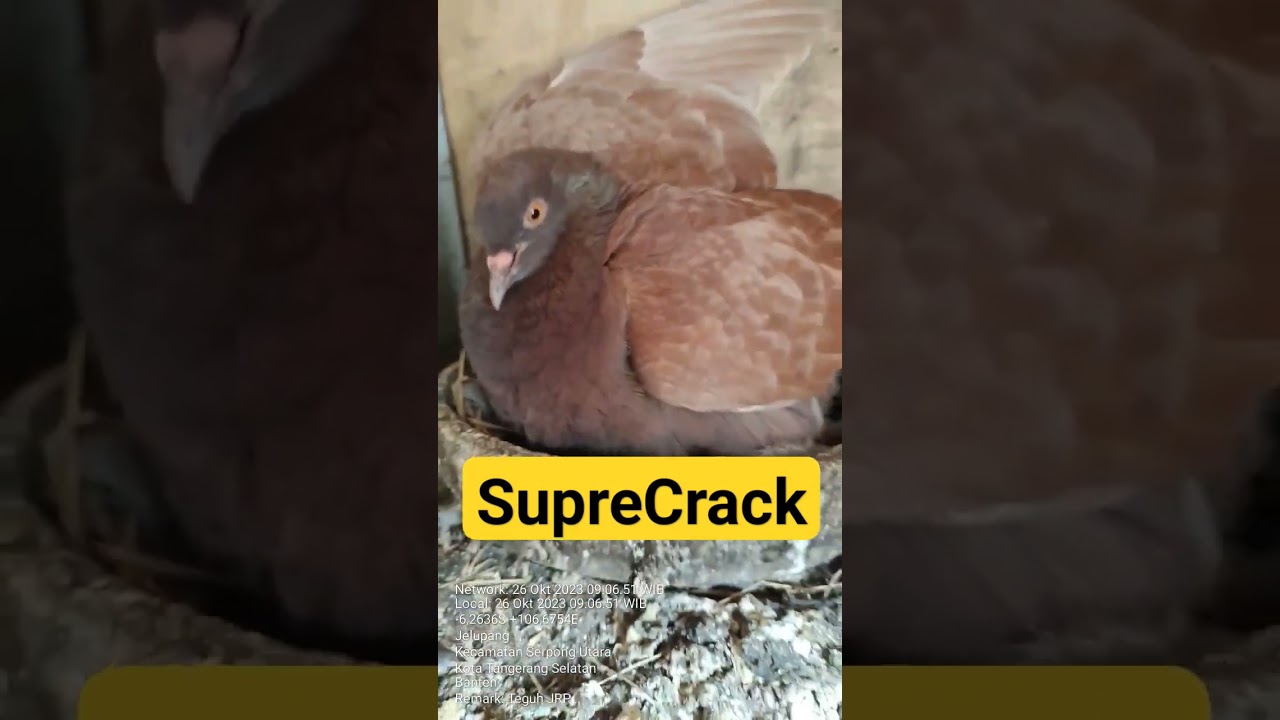 #breedingpigeons #langlangbuana #merpatipos #llb #mpos #pigeon #pigeonloft #pigeonrace #racingpigeon