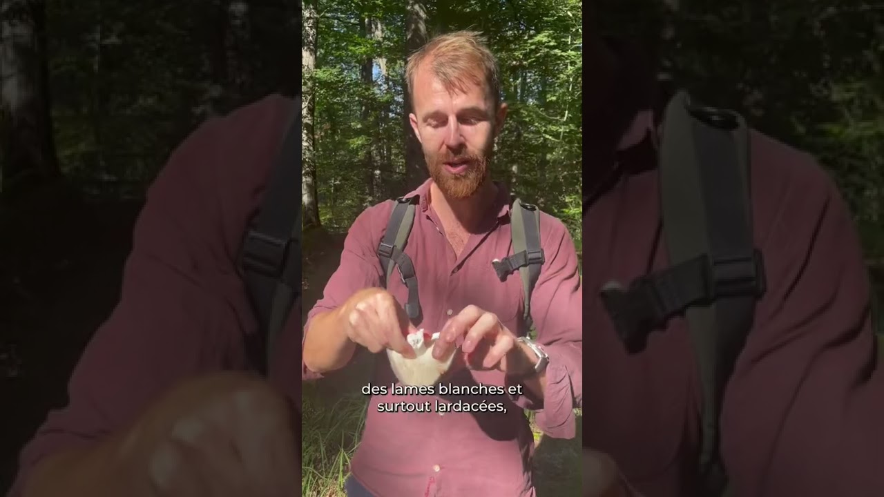 La russule charbonni&egrave;re : la cueillette de champignons commence !