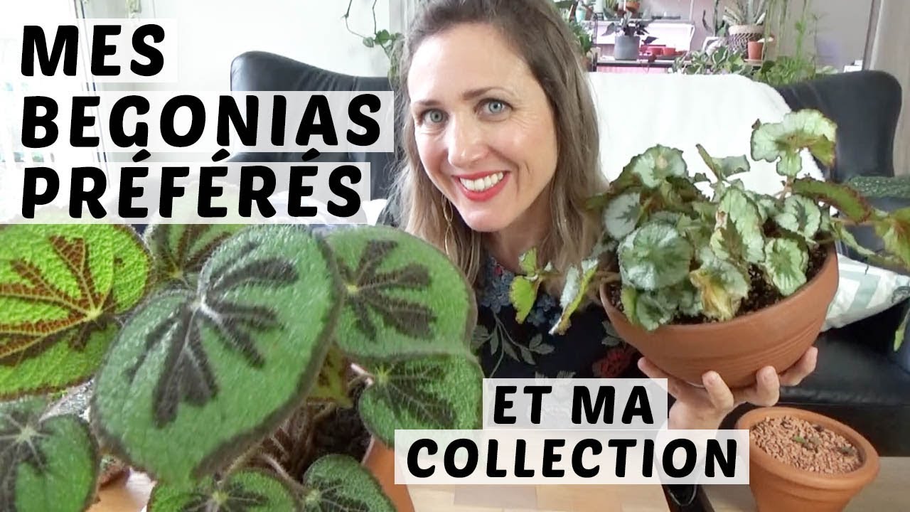 🌿 MES BEGONIAS PREFERES | MA COLLECTION DE BEGONIA D'INTERIEUR