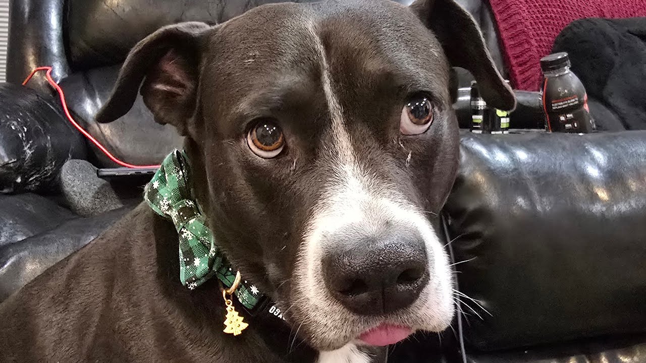 FRIDAY NIGHT DOG TREAT CHAT