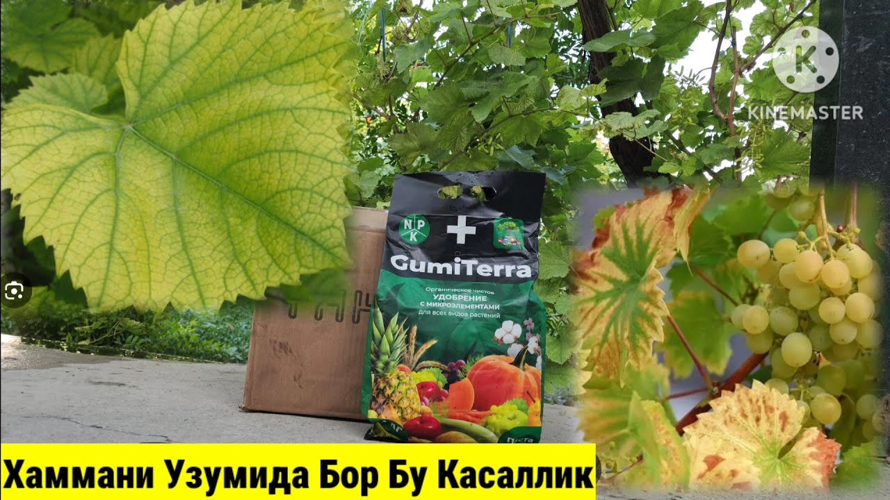 Ток Баргини Саргайиши -Хлороз Касаллиги.Сабаби ва Давоси Хакида.