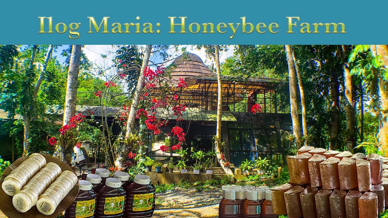 Ilog Maria: Honeybee Farm. Local honeybee farm with natural ingredients for its products.