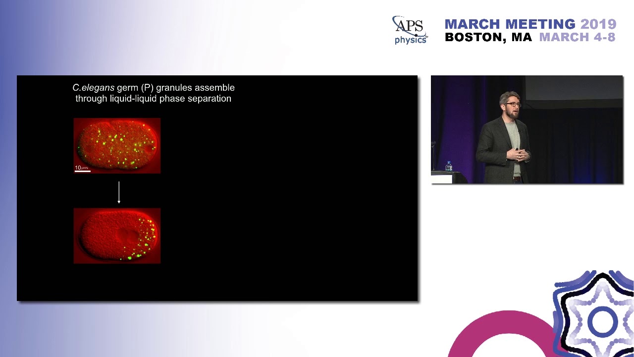 Intracellular Liquid Condensates: Cliff Brangwynne