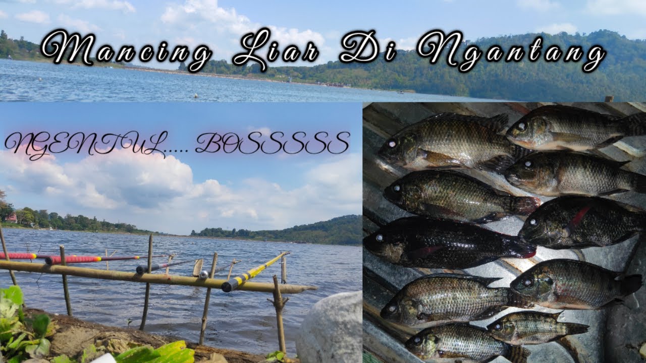 MANCING SPOT NGANTANG l Di Hembus Angin Besar Lurrr