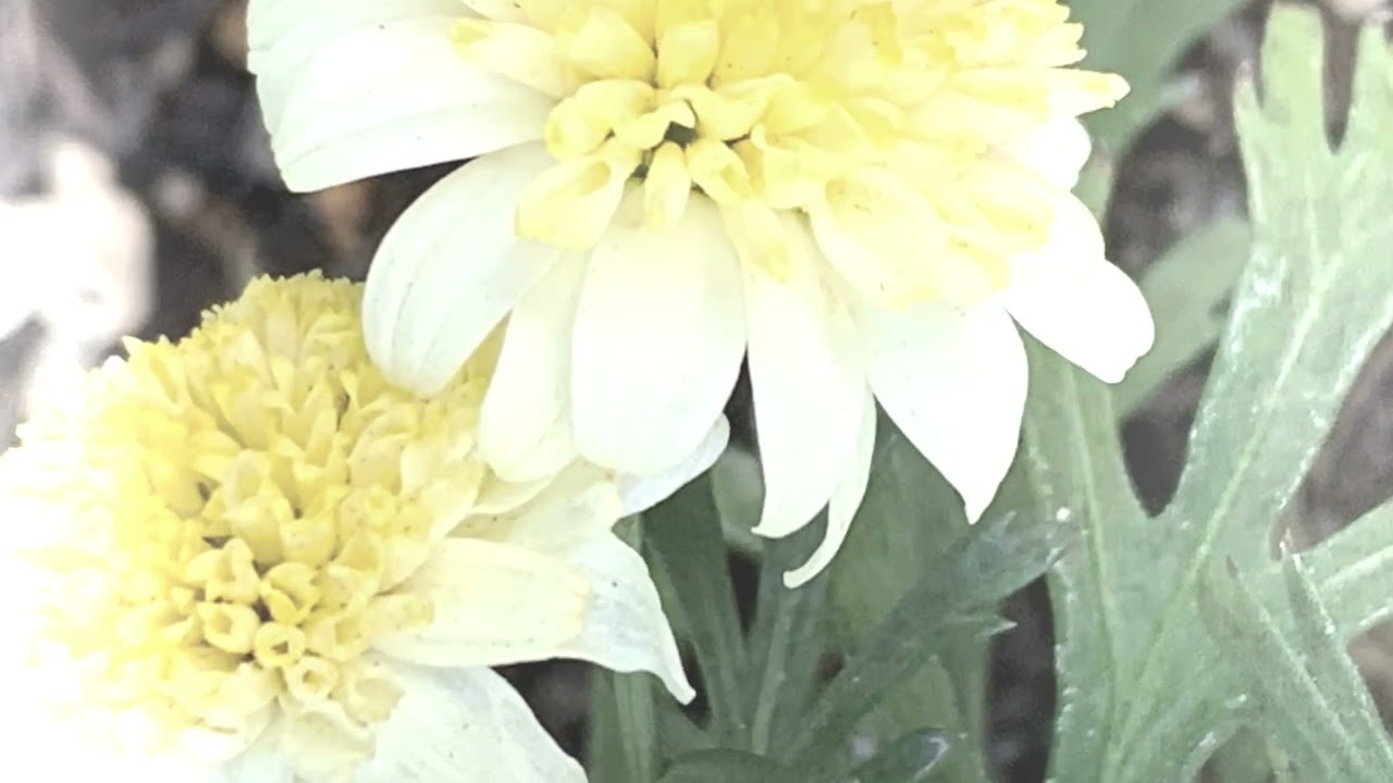 コギク（小菊）の花言葉：純情、真実　　　　　　　　　　癒しの花と音楽