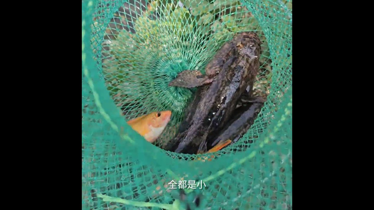 從產地到餐桌 高級美味的筍殼魚