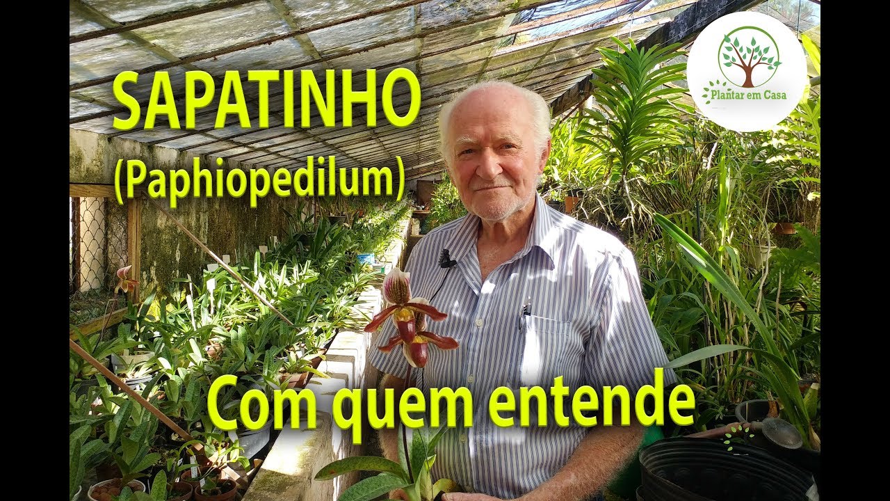 Paphiopedilum , Orquídea Sapatinho Cuidados com Erico Rohn