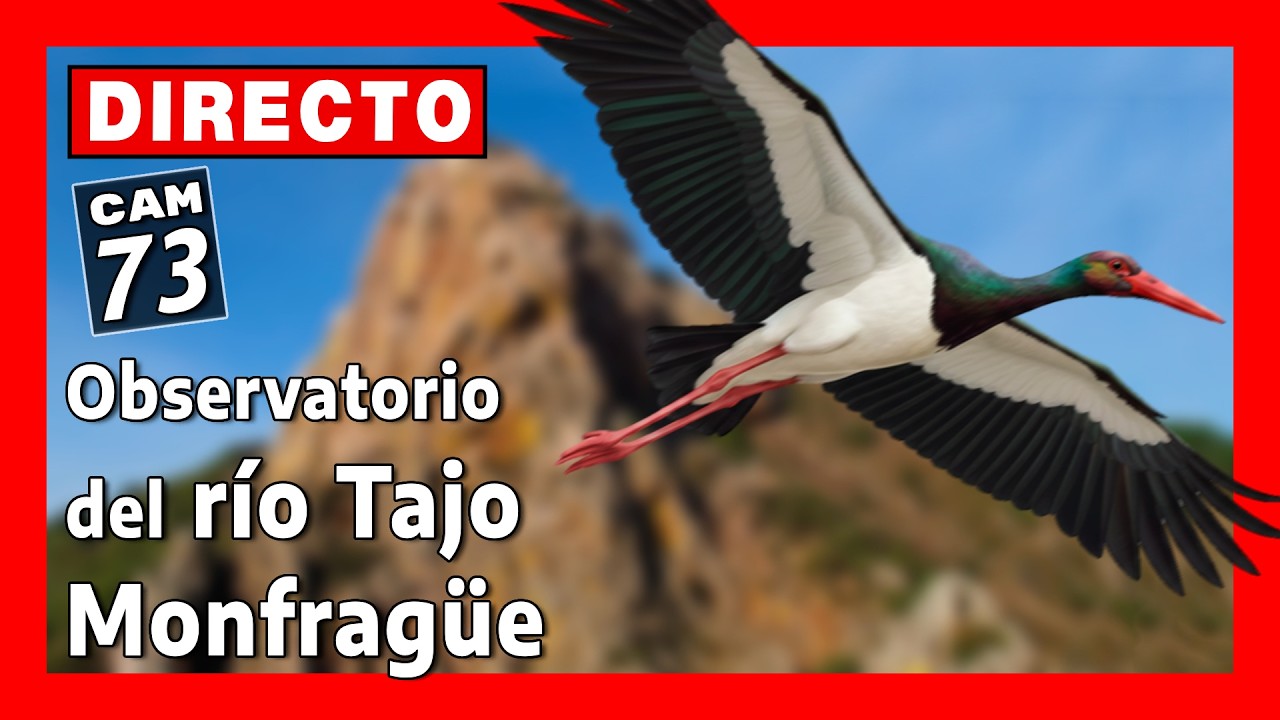 Observatorio del río Tajo en Monfragüe (Cámara 73 | Cáceres) 🔴 DIRECTO