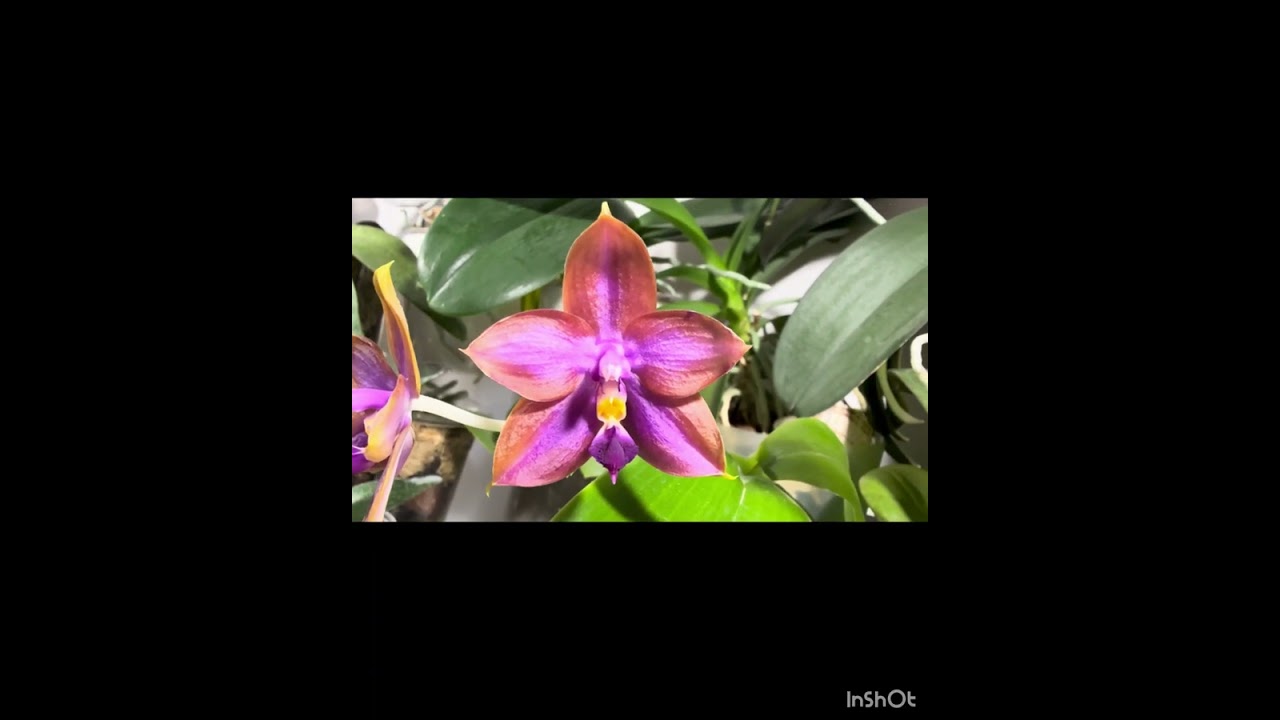 Предновогоднее цветение! Phal.Denver, Mituo GH King Star UV rays, Mituo Sunrise 3,Mila,Chanella,1365