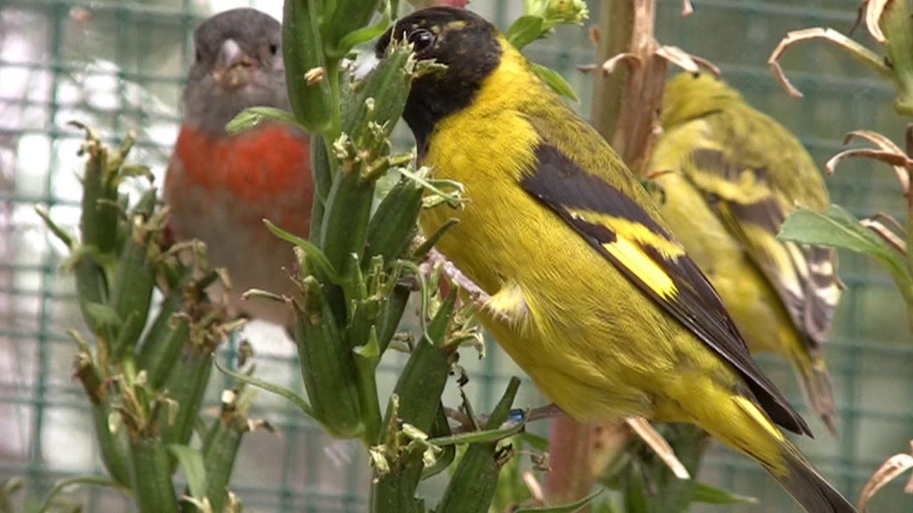 Bei Rolf Wacknitz u. Günter Eichele.AZ-Schau 2009.Zeisige u.Futterpflanzen.#Vogelzucht.