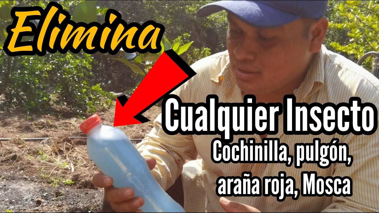 Insecticida Casero Potente para Eliminar Mosca Blanca, Pulgon, Araña Roja, Roya, Cochinilla