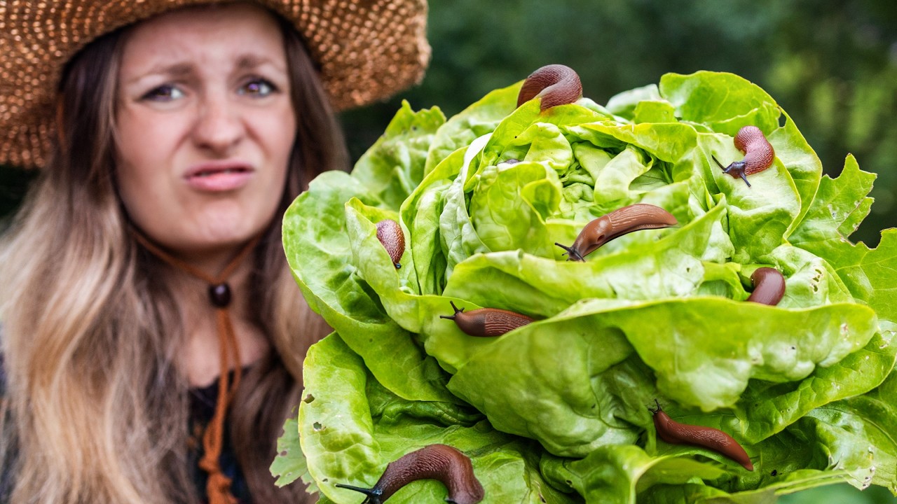 🐌 Die 5 wirksamsten Methoden gegen Schnecken