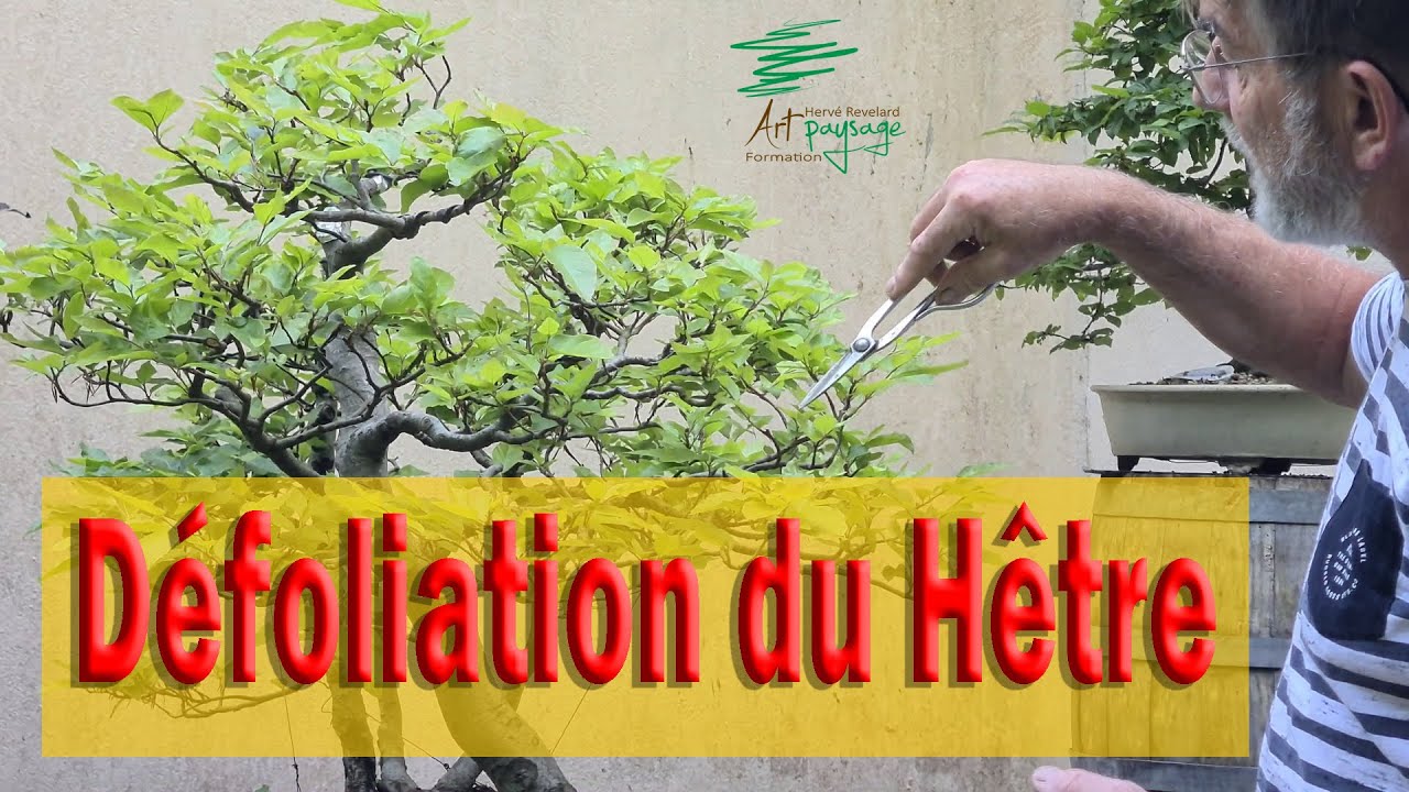 Taille de structure et défoliation du Hêtre et les mises en garde, Fagus Sylvatica #bonsaï