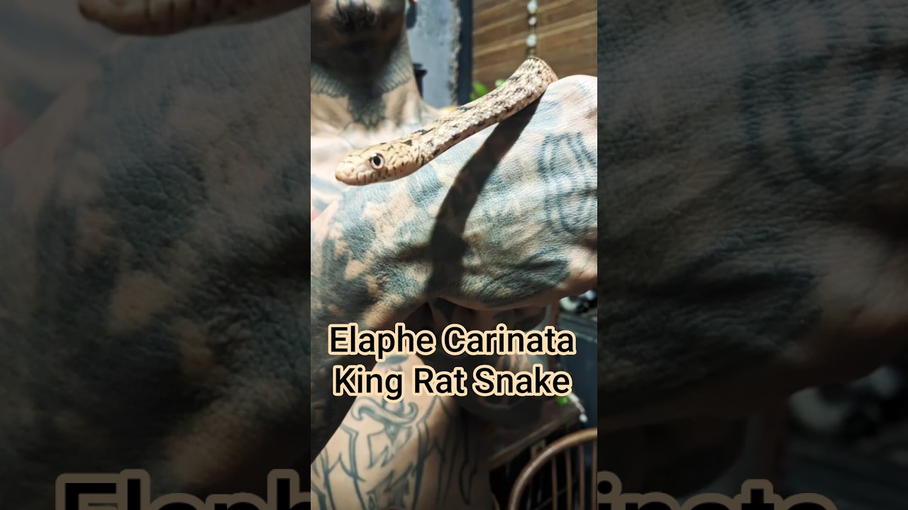 Elaphe Carinata 
